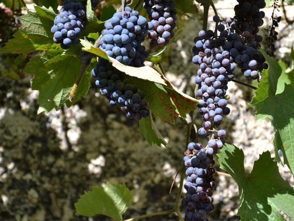 فندق La Deviniere Donzère الغرفة الصورة